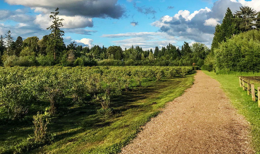 View from the Larsen Lake Blueberry Farm during a sunny day