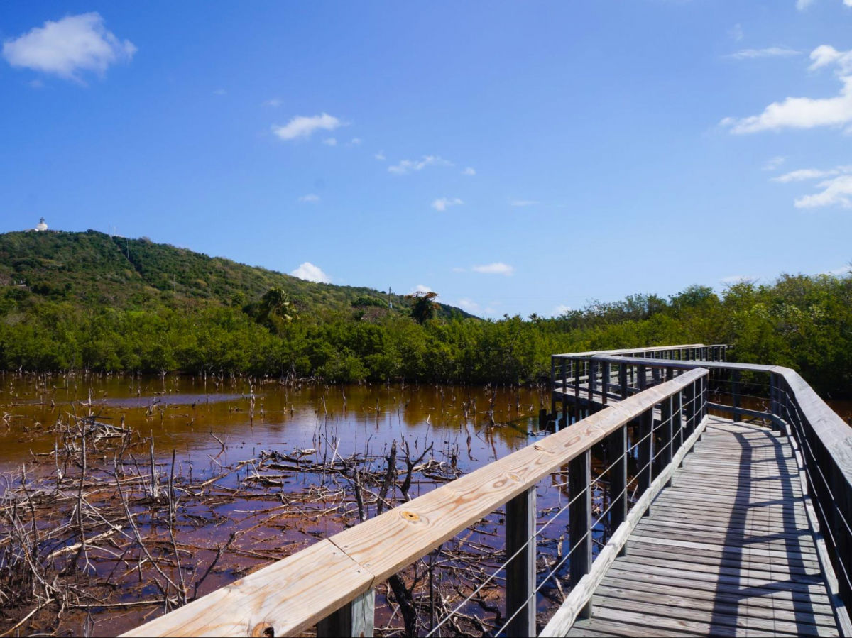 View of the Mangroves at Las Cabezas de San Juan Nature Reserve