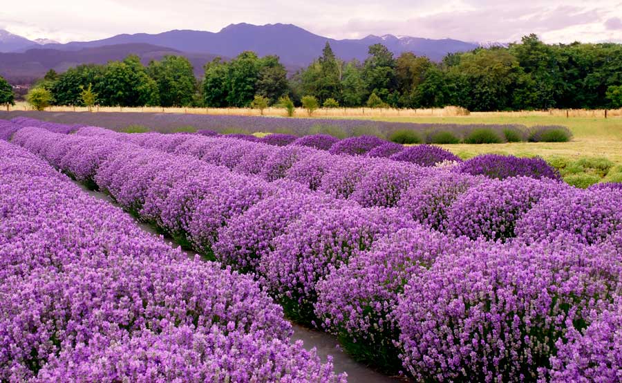 A lavender farm in Sequim
