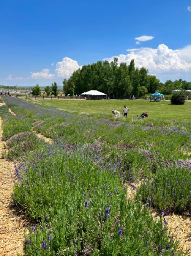Clear blue sky over the Lavender fields at Chatfield Farms