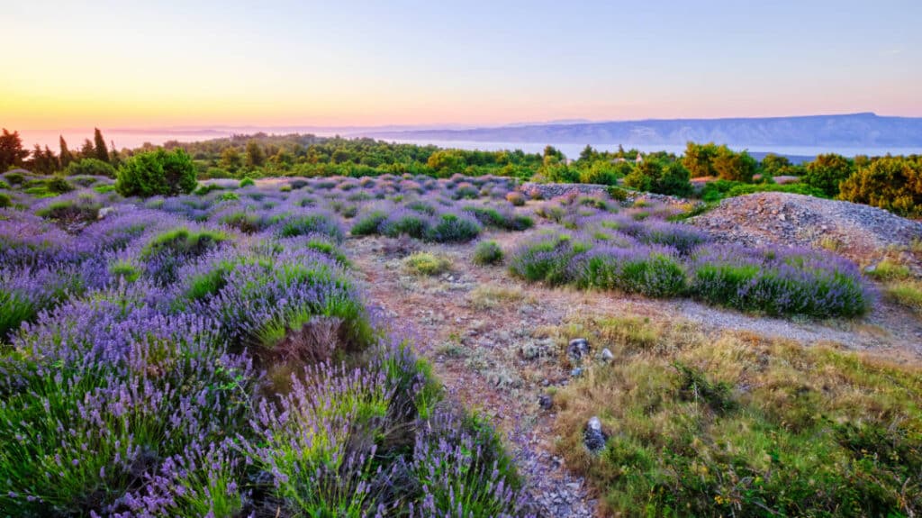 Scenic view of a lavender field on Hvar Island during sunset