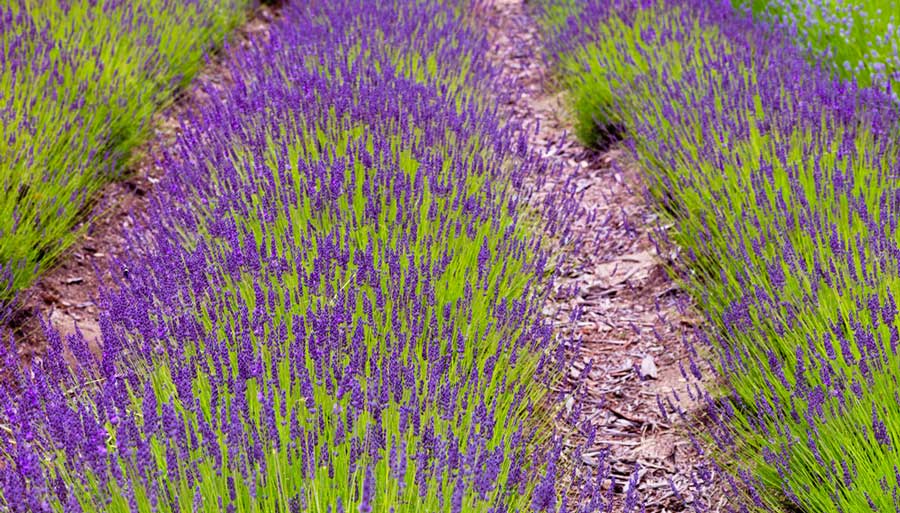 View from the Lavender Hill Farm