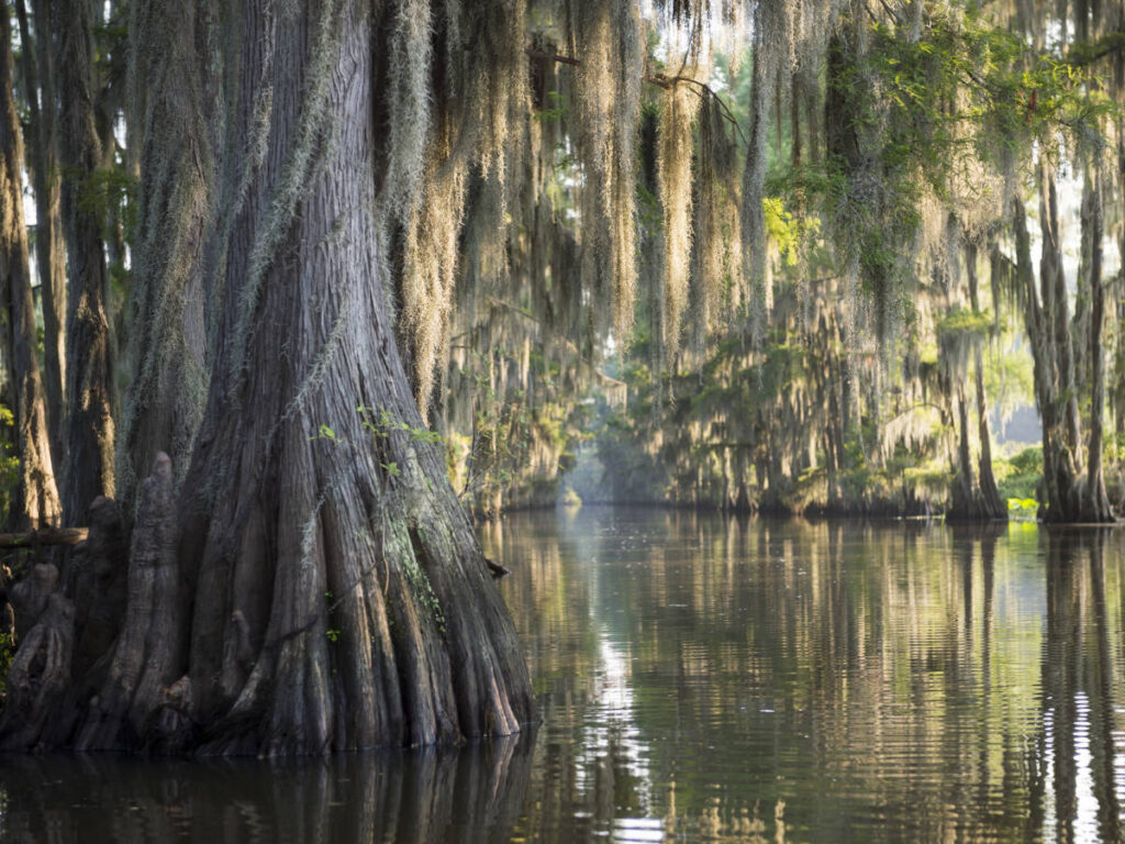 View of cypress trees at the LeFleur’s Bluff State Park