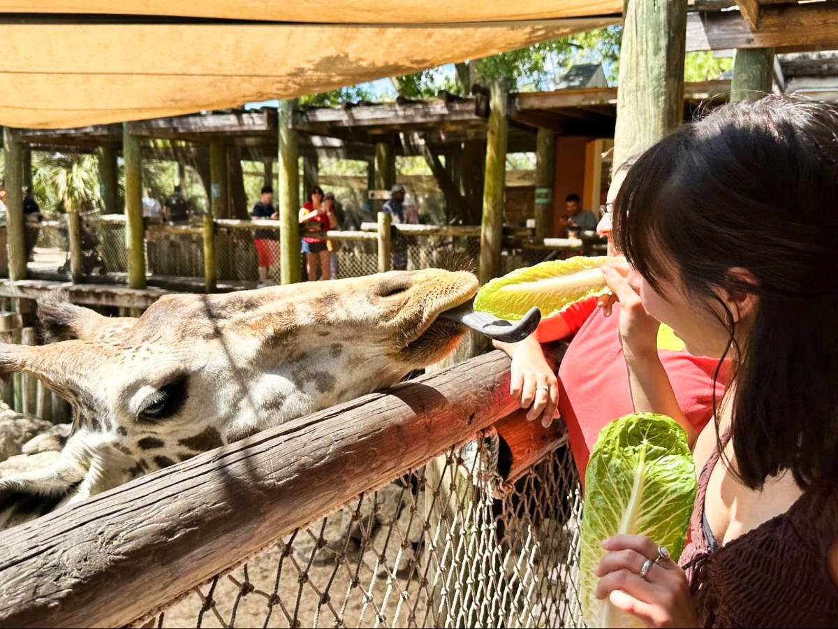 The author Lea Rose Allbaugh, feeding a giraffe with a lettuce at the Brevard Zoo