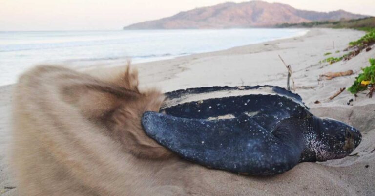A leatherback sea turtle on a sand in a beach in Costa Rica