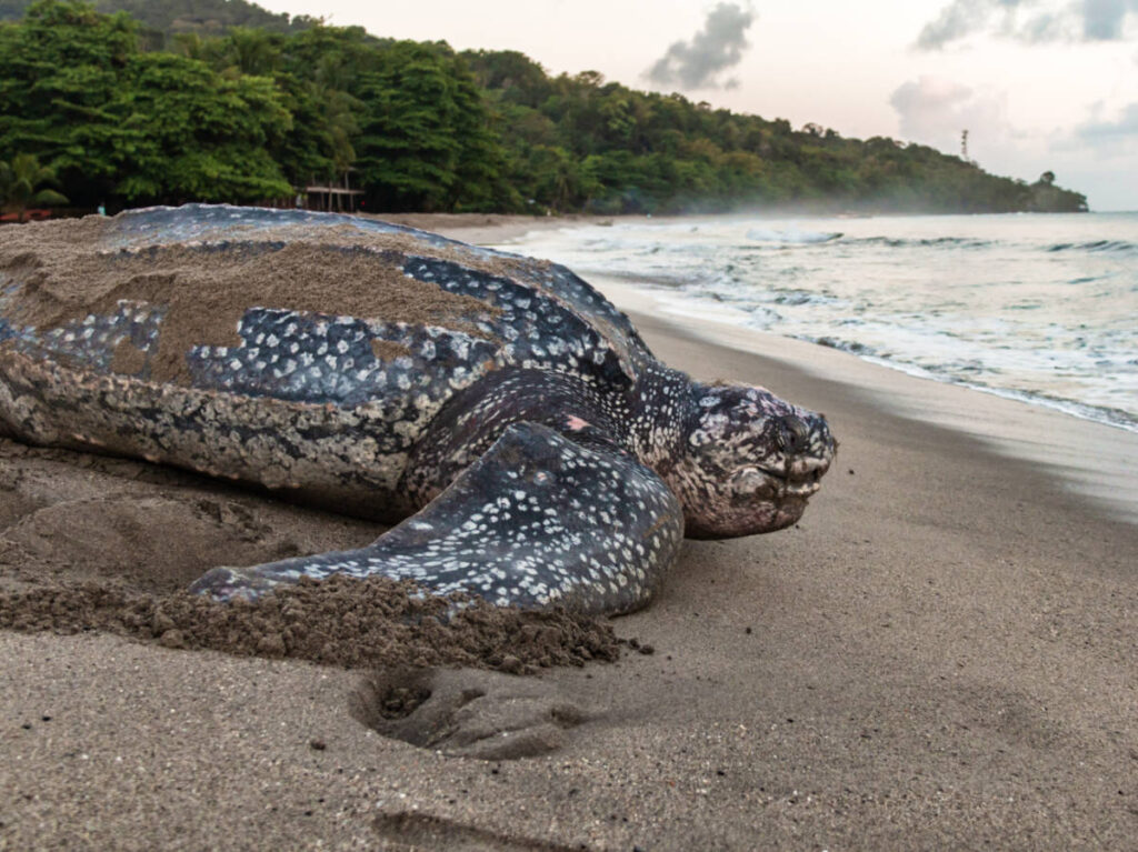 Closeup look of the leatherback turtle along the shoreline
