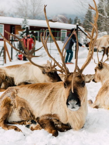 View of reindeers in Leavenworth Reindeer Farm during winter season