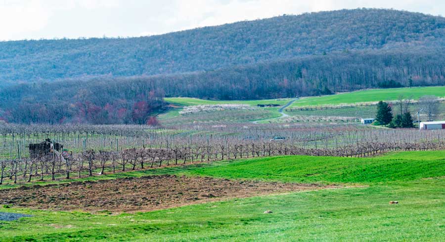 The Legacy Wine Trail and a mountain on its background