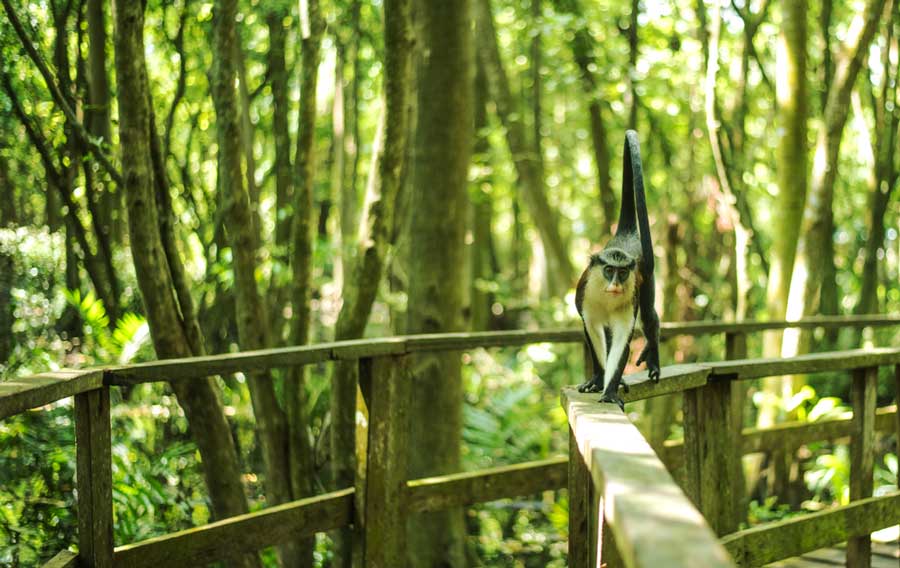 A monkey on the bridge rail in Lekki Conservation center