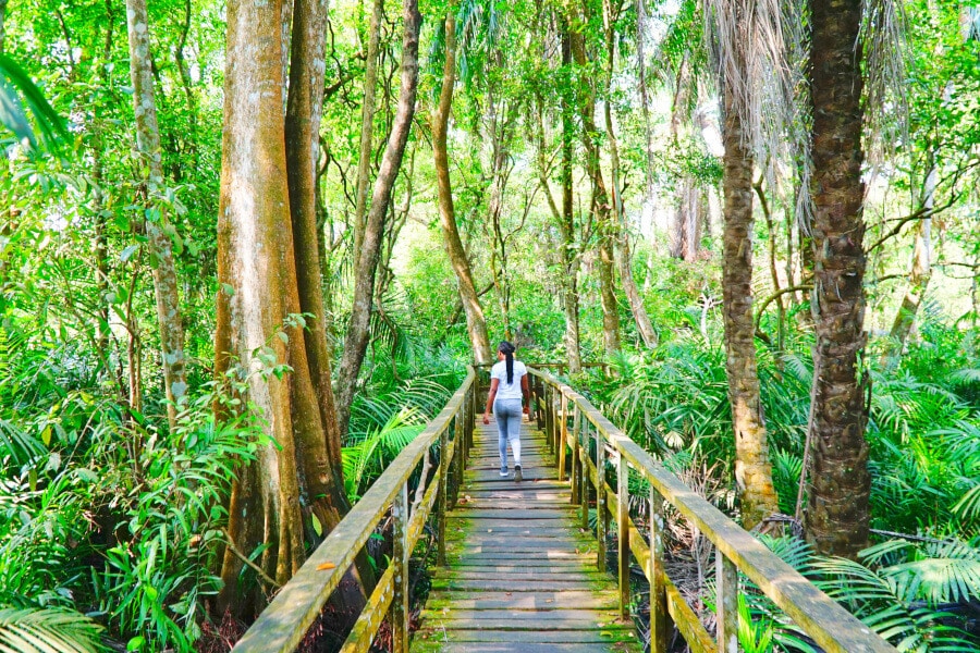 The walking path at the Lekki Conservation Centre