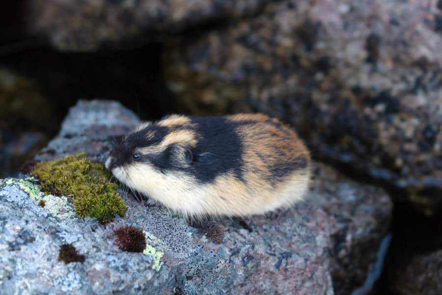 A lemming on a rock