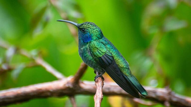 Close up view of a Lesser violetear on a tree branch
