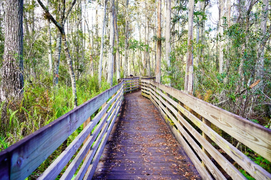View from the footbridge in the middle of Lettuce Lake Park in the fall.
