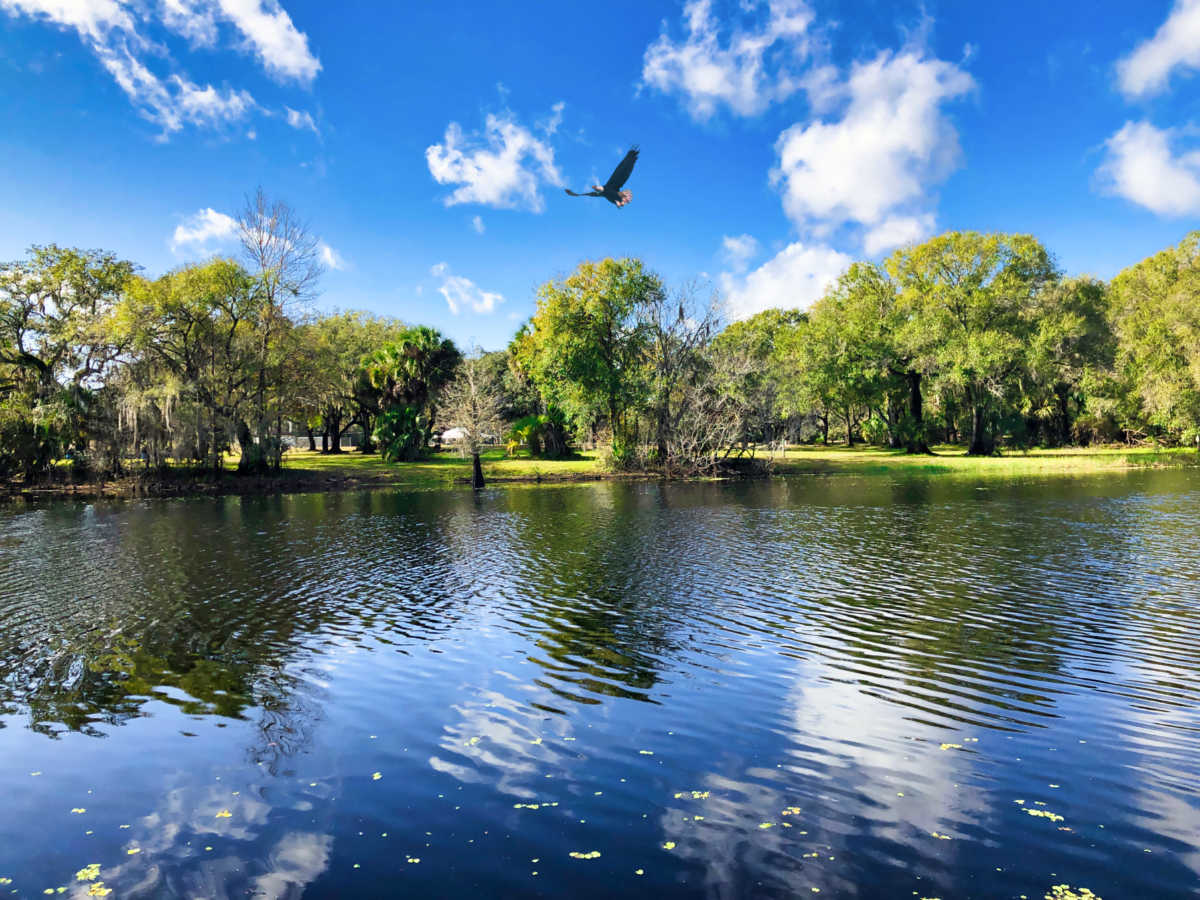 A bird over the lush trees reflecting on the lake at Lettuce Lake Park