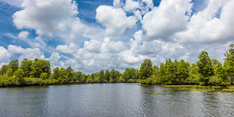 Blue sky with big white clouds over the Lettuce Lake Regional Park