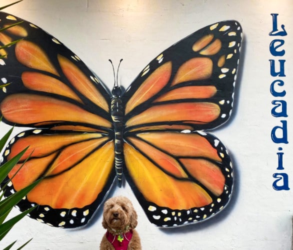 A cute dog in front of a big butterfly mural with the Leucadia sign on the wall.