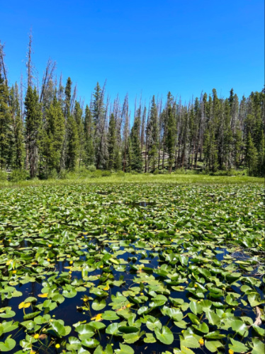 Pond with lily pads and trees in the background along Meadow Creek Trail