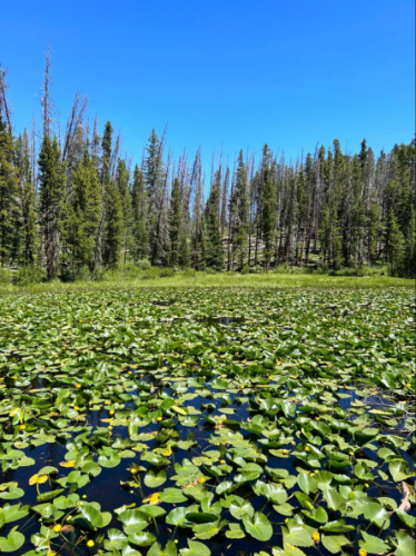 View of the lily pads surrounded by greenery