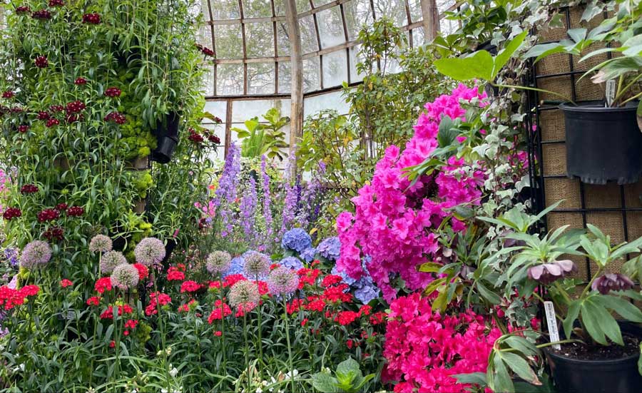 Colorful flowers at the Lincoln Park Conservatory