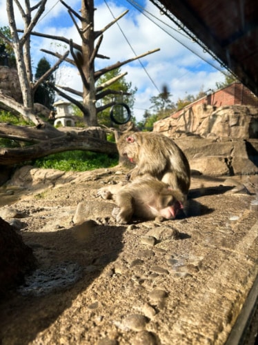 The Japanese Macaques inside the Lincoln Park Zoo