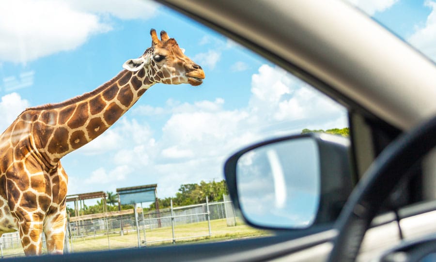 View of a giraffe in Lion Country Safari