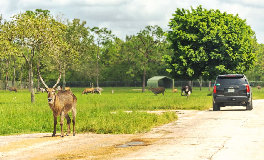 View of different kind of animals in Lion Country Safari in West Palm Beach