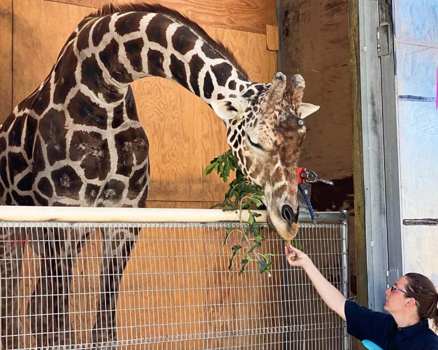 A caretaker feeding the big giraffe with a snack