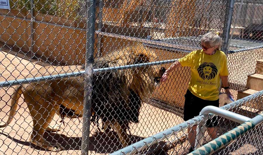 A volunteer feeding a lion in Lion Habitat Ranch