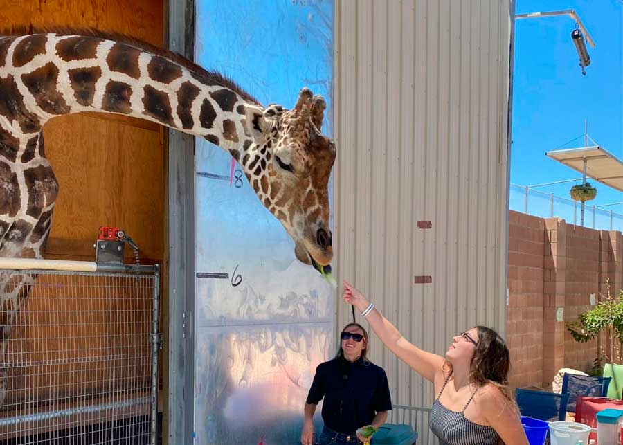 The author feeding a giraffe in Lion Habitat Ranch