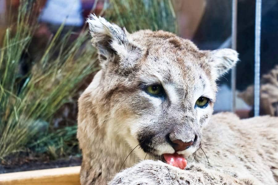 A lion licking its paws