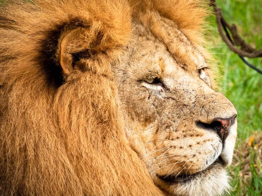 A closeup look at a lion's face at the Columbus Zoo