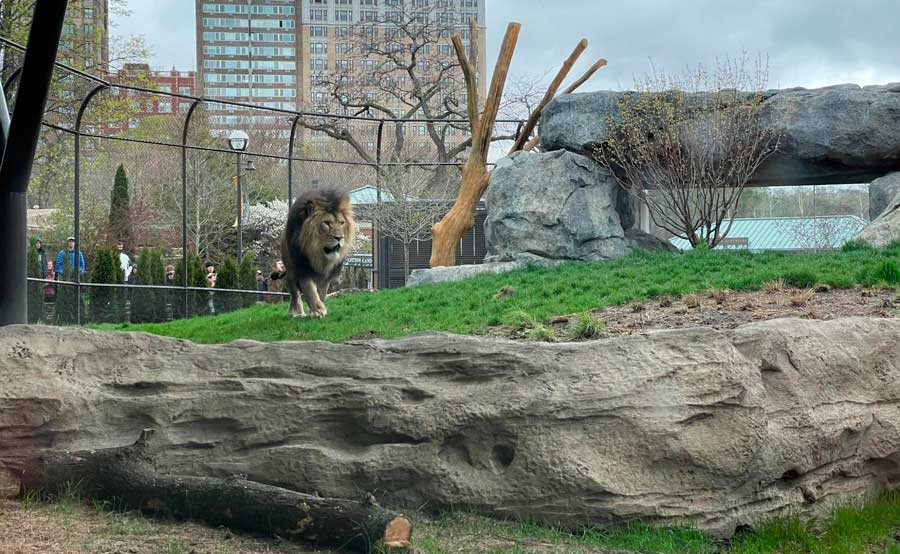 A lion in Lincoln Park Zoo