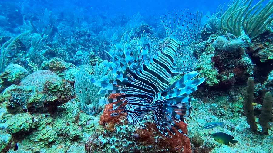 A lionfish on a coral reef under the water of the Caribbean