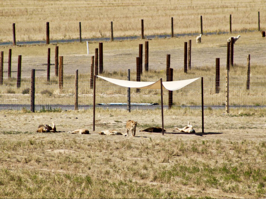 The lions sunbathing at the Wild Animal Sanctuary