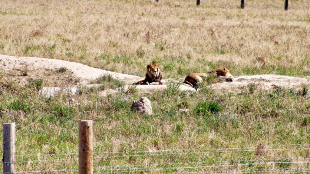 View of the lions in an elevated walkway in Wild Animal Sanctuary