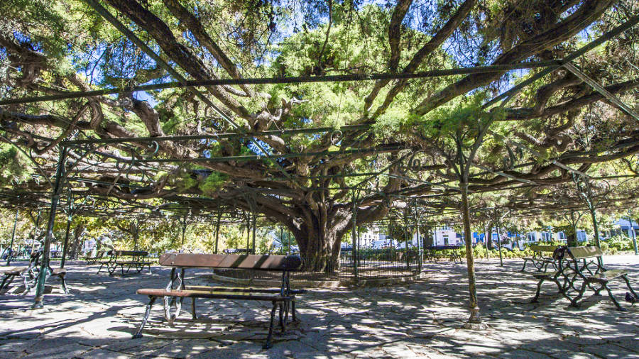 View of the famous large cedar tree in the middle of the park in Principe Real