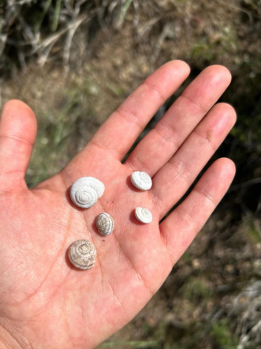 Close up view of little shells on a hand