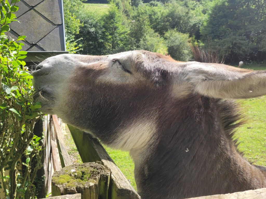 Close up view of a donkey eating in Livarot-Pays-d'Auge