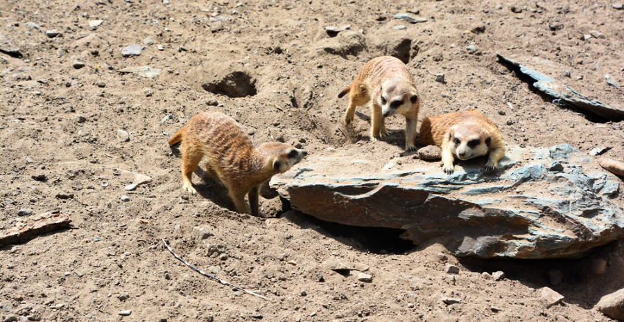 Three meerkats gather around a stone in a desert land.