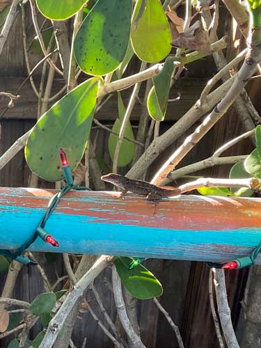 Closeup look of a lizard on a branch of the tree
