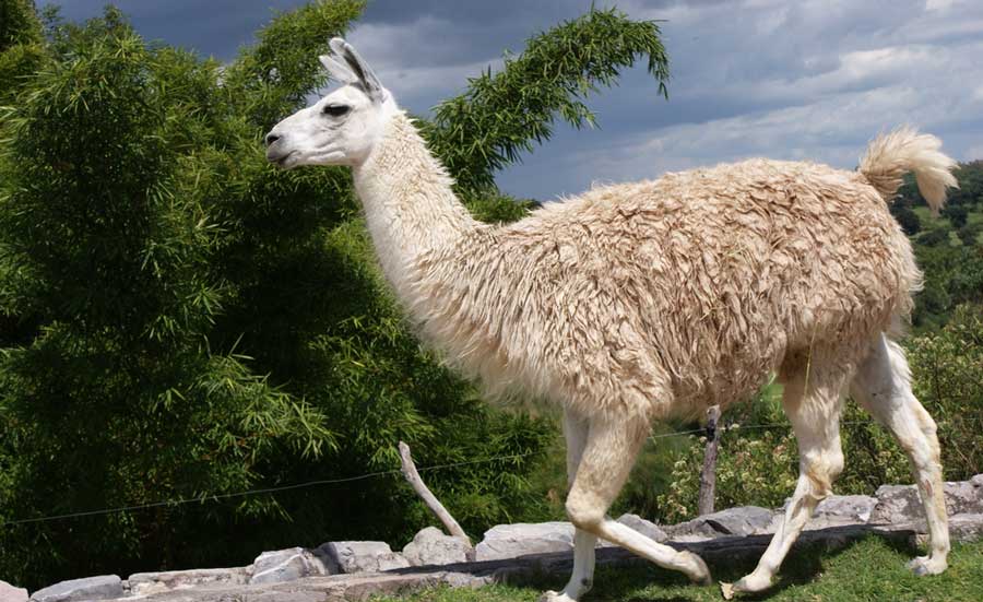 View of a llama in Taos, New Mexico