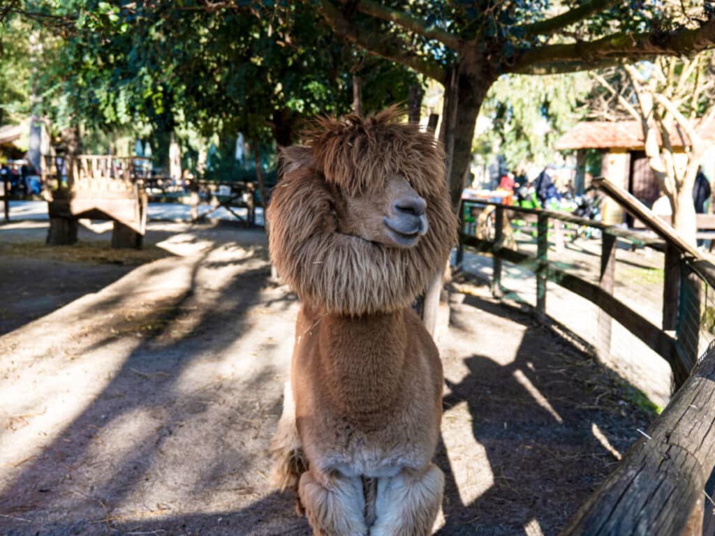 A llama at the Naples Zoo