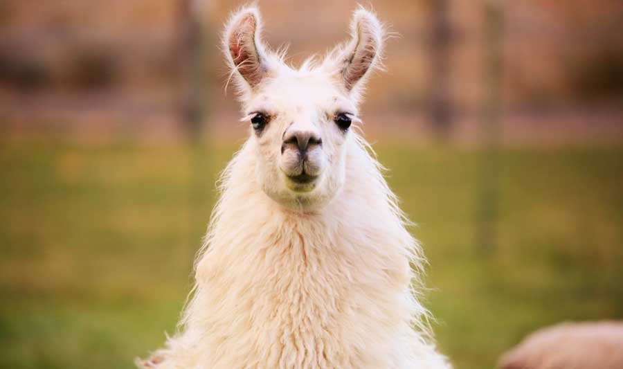 A llama looking directly at the camera