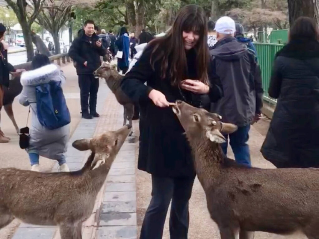 The author, Betty Hurd feeding biscuits to the local deer in Nara