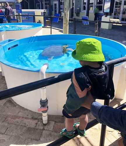 View of the author's nephew watching the sea turtle