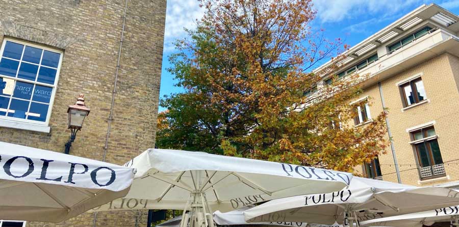 View of a tree in London’s Duke of York Square during fall season