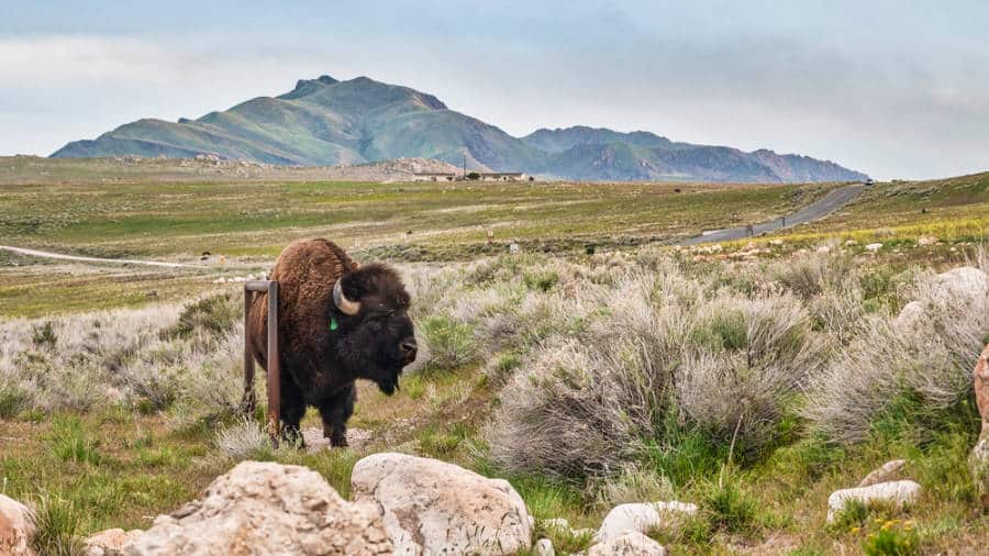 A lone bison standing in the middle of Antelope Island State Park