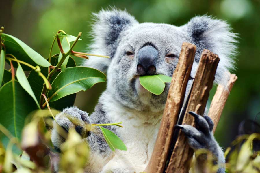 View of a koala eating in Lone Pine Koala Sanctuary