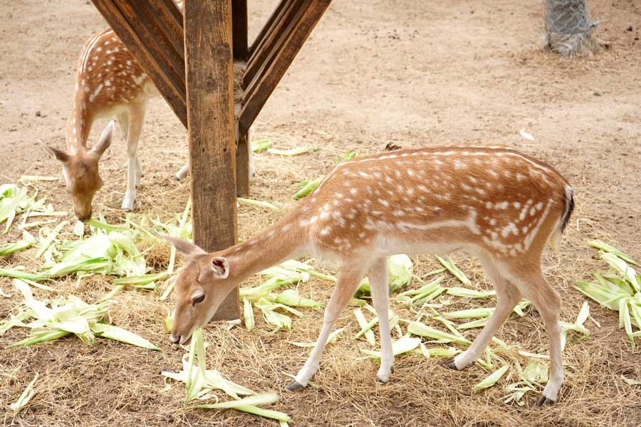 Deer eating in Long Island Game Farm