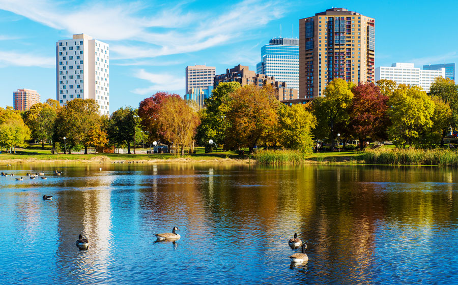 View of geese roaming around the water in Loring Park
